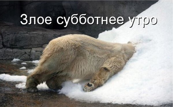 Картинки с субботой с животными