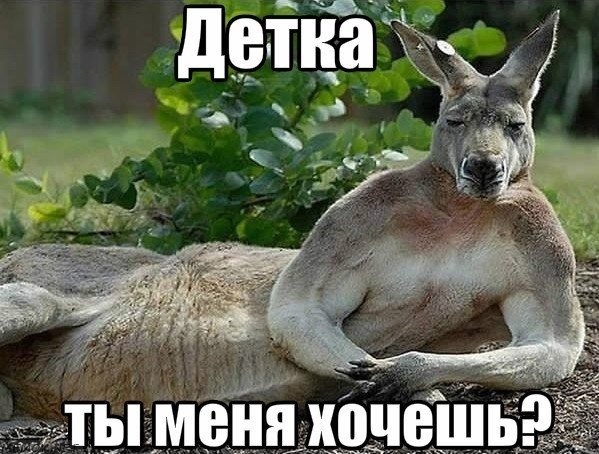 Хочешь меня прикол