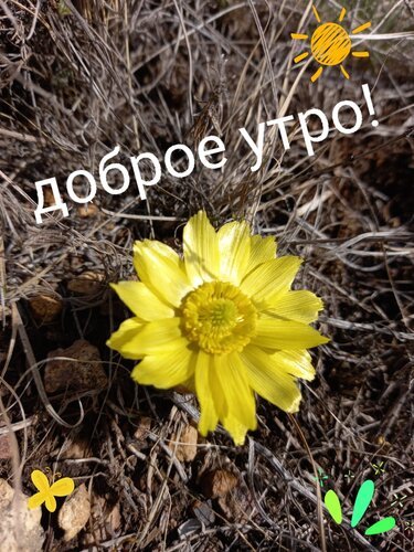 Ржачные картинки "прекрасного утра!" (42 фото)