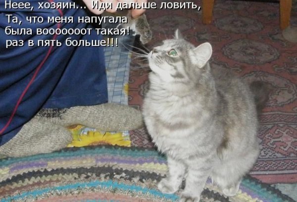 Приколы с животными со словами