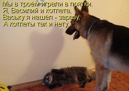 Анекдоты про собак смешные