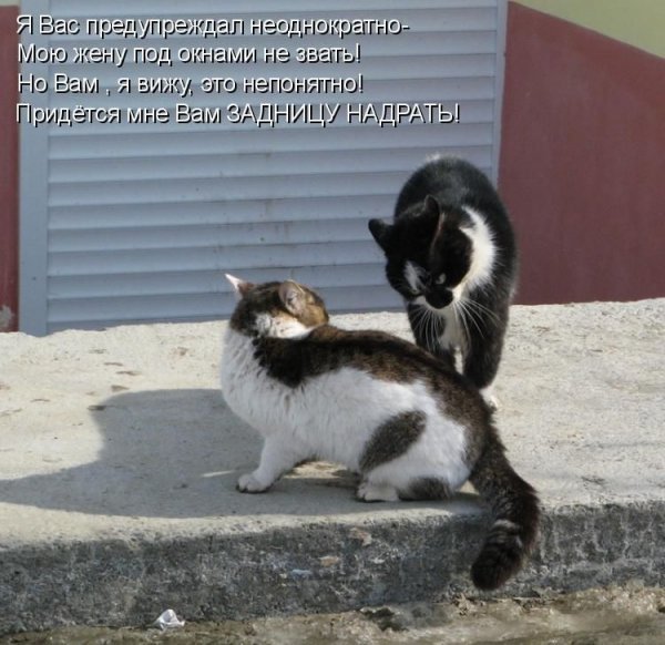 Очень смешные котята с надписями