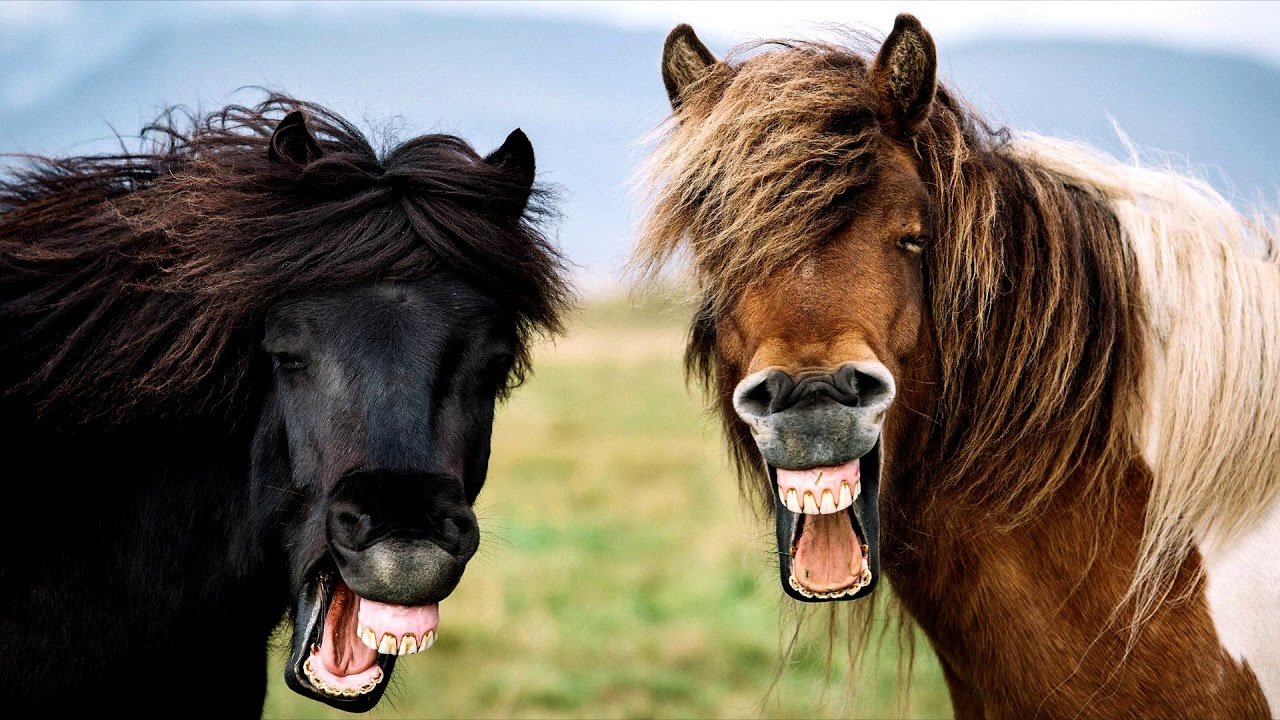 Две лошади ржут
