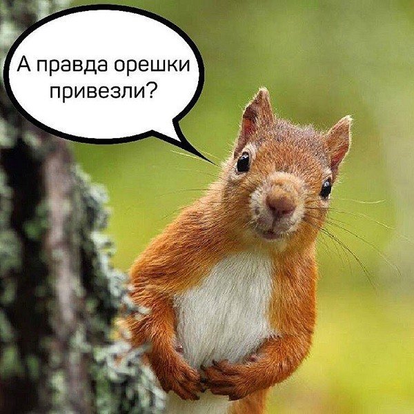 Белки юмор
