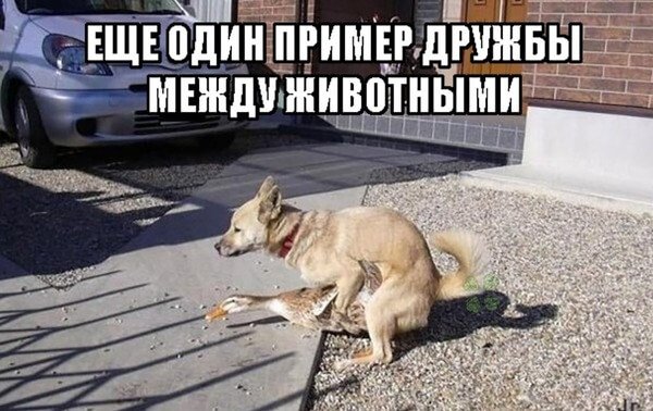 Смешные картинки с надписями для поднятия настроения