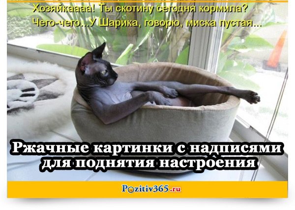 Смешно с надписями для поднятия настроения