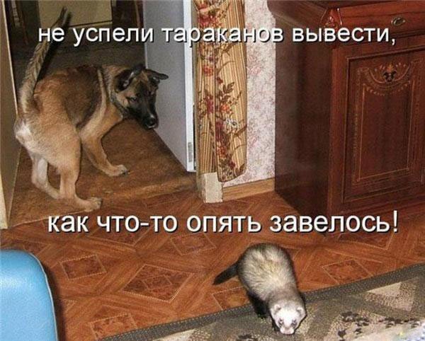 Смешные картинки животных с надписями