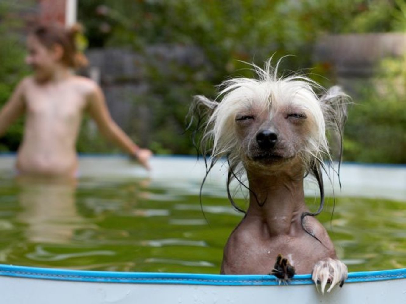 Просто очень весело. Животные купаются. Собака купается. Очень смешные фото. Очень смешно.
