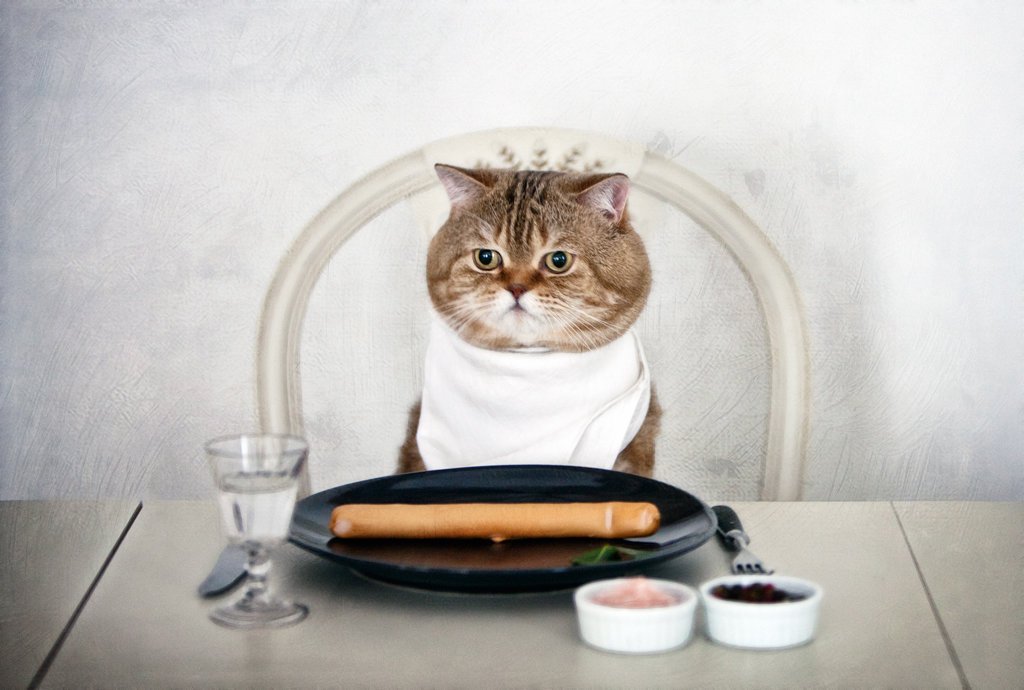 Обед прикол. Приятного аппетита кот. Приятного аппетита кошечка. Кот и еда. Котик обедает.