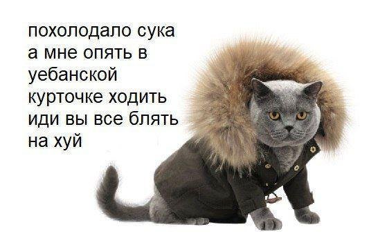 Кот похолодало
