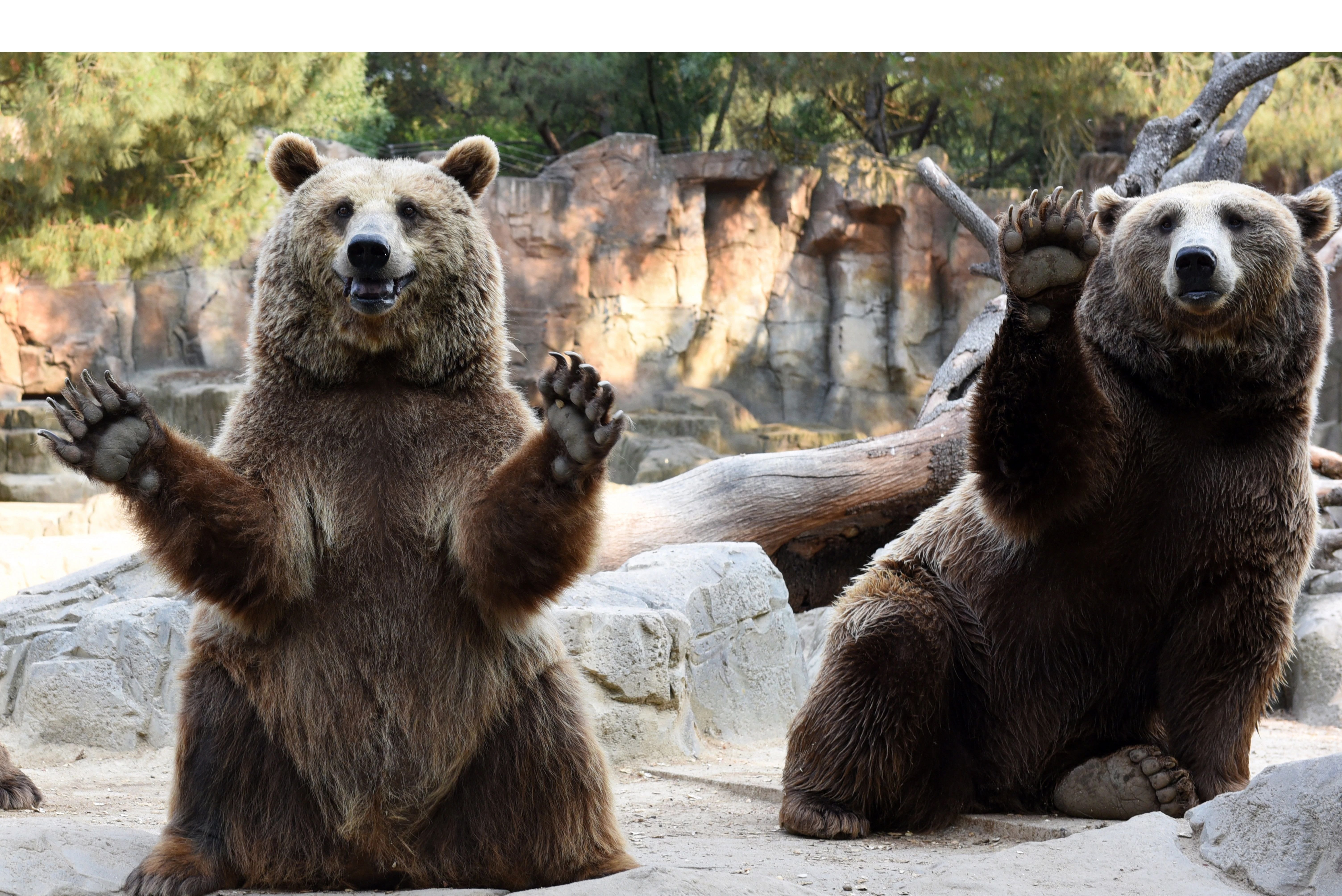 Забавные медведи. Забавный медведь. Медведь с поднятой лапой. Смешной медведь. Довольный медведь.