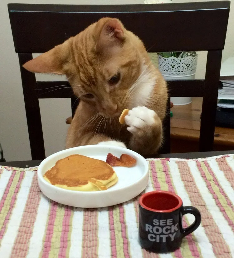 Веселого утра видео. Смешной завтрак. Завтрак с котом. Доброе утро котенок. Кот завтракает.