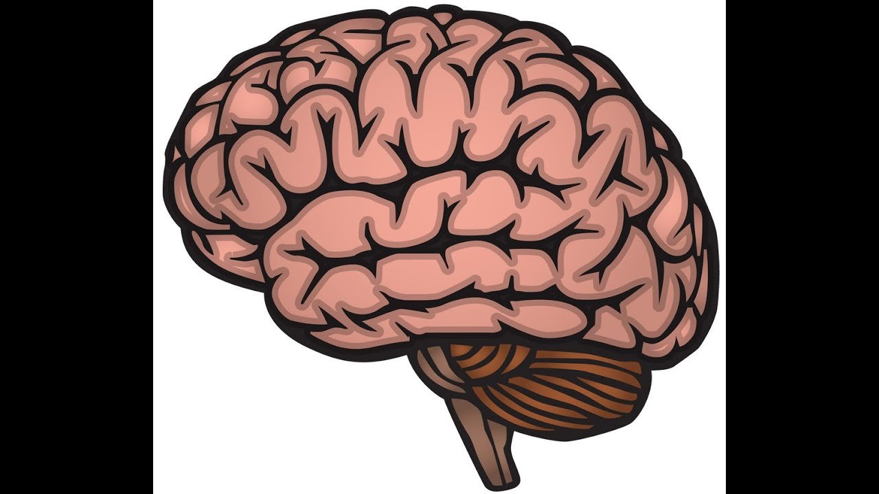 Видео про мозг. Мозг картинка для детей. Стикер мозг. Стикер мозг 300×300. Мозг в подарок картинка.