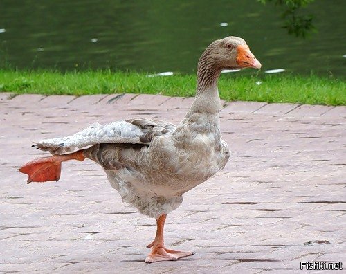 Гусь на одной ноге