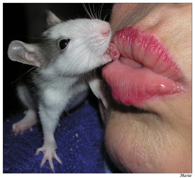 Почему крыса лижет. Поцелуй хомяка.