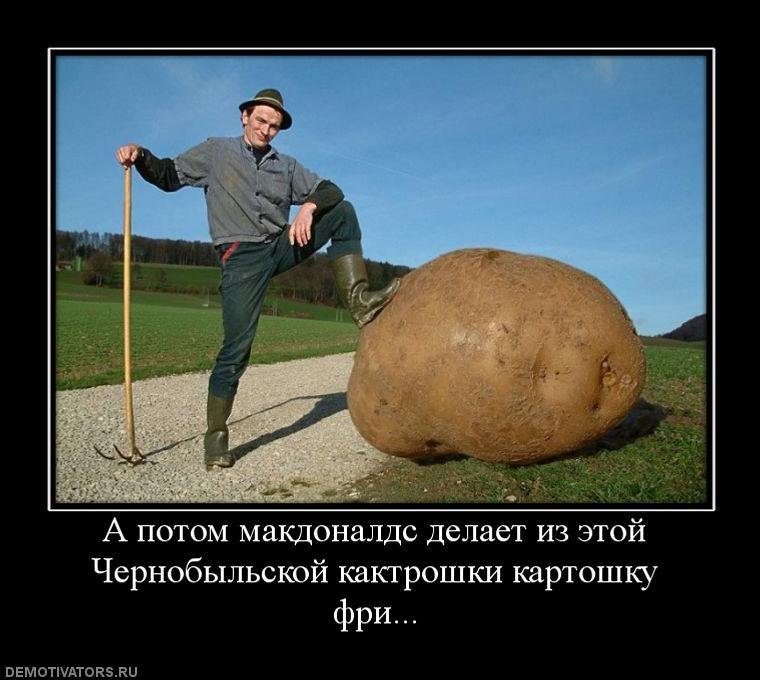 Смешные картинки про картошку