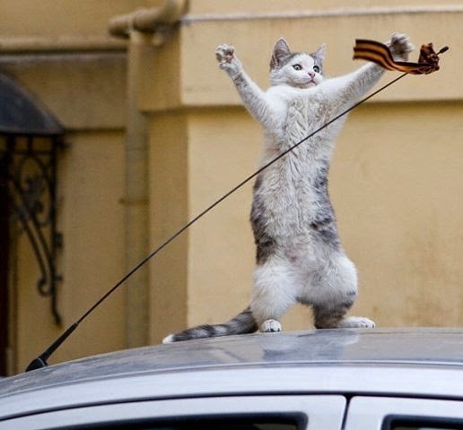 С днем Победы котики