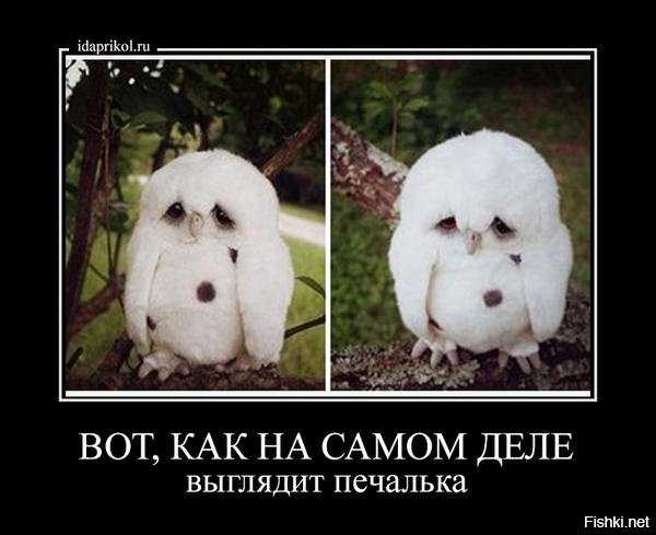 Вот как выглядит печалька