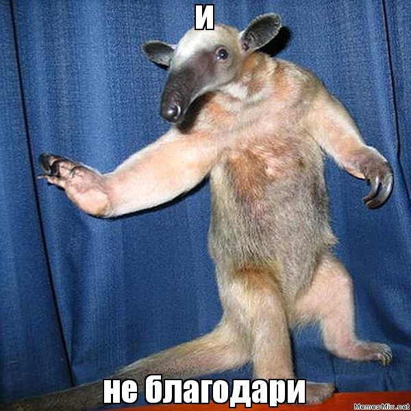 Муравьед мемы
