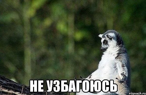 Енот узбагойся