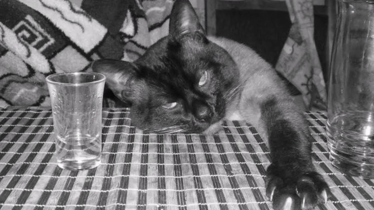 Не ем ничего вечером. Пить в понедельник. Кот Наливай. Вчера пил с русскими чуть. Кот пьет компот.