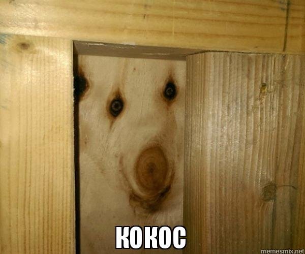 Друг Кокос Мем