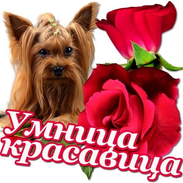 Красотка открытка