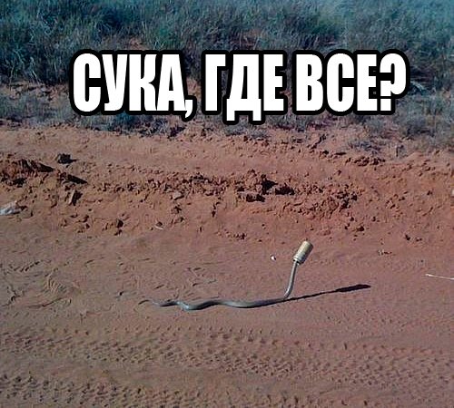 Где все картинки прикольные