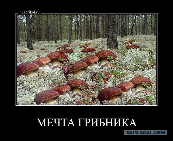 Приколы про грибников