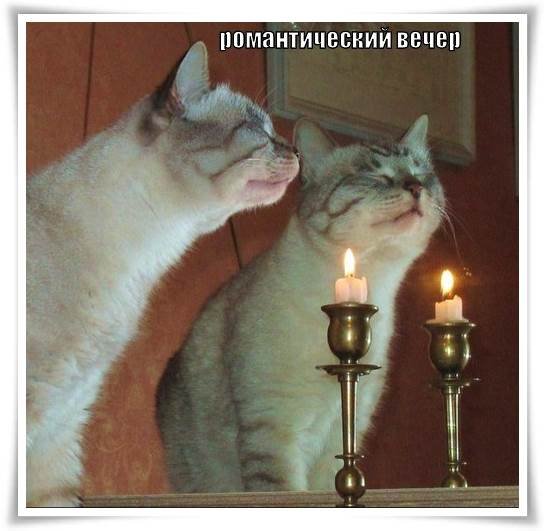 Добрый вечер смешные