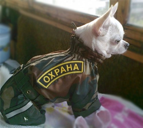 Охранник прикол
