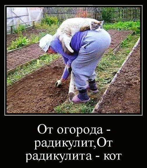 Приколы про дачу