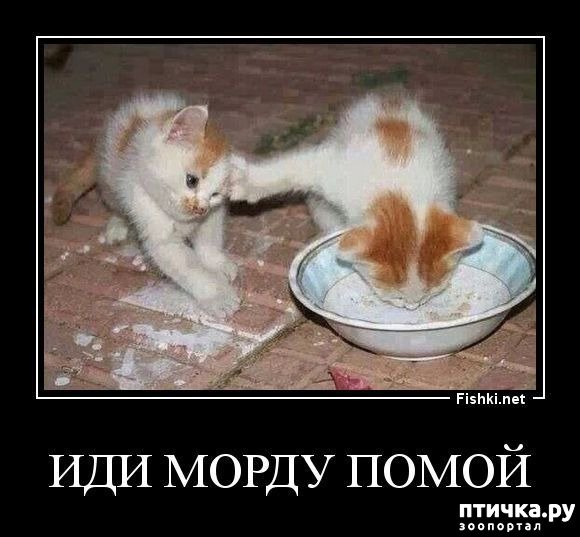 Котенок жадина