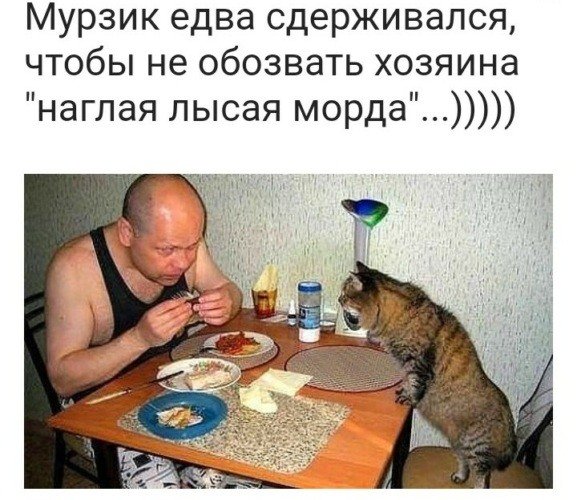 Жадина говядина прикол