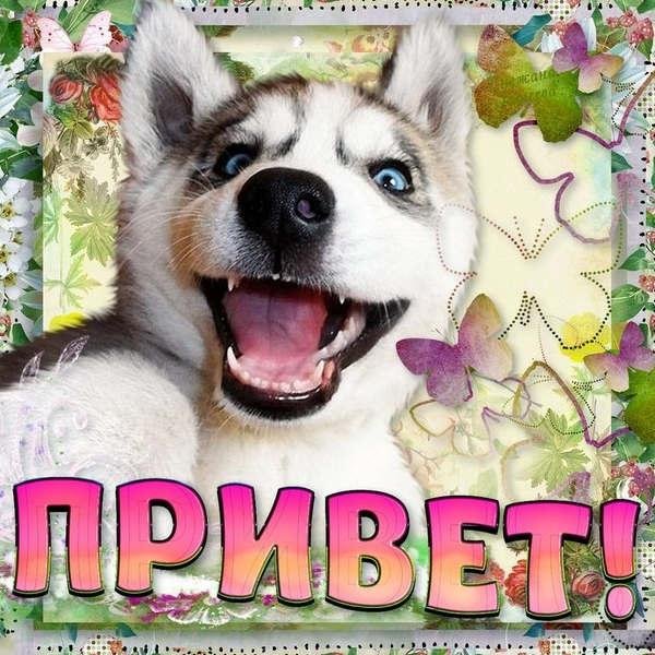 Привет прикольные