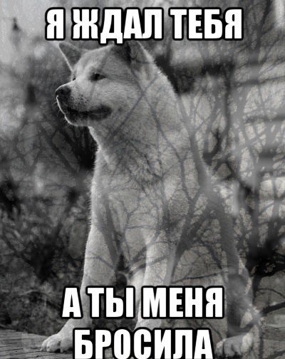 Кошка наташка
