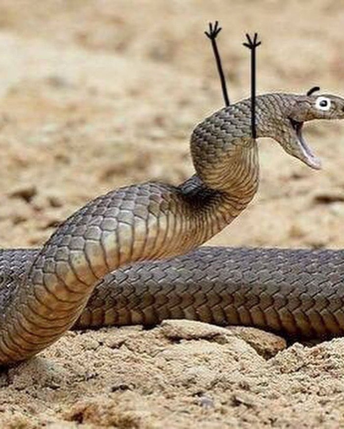 Смешные картинки про змей