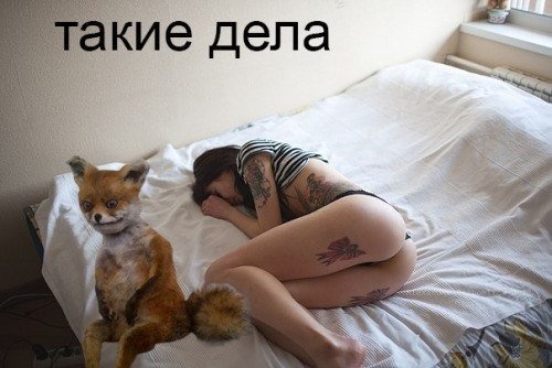 Упоротый Лис такие дела