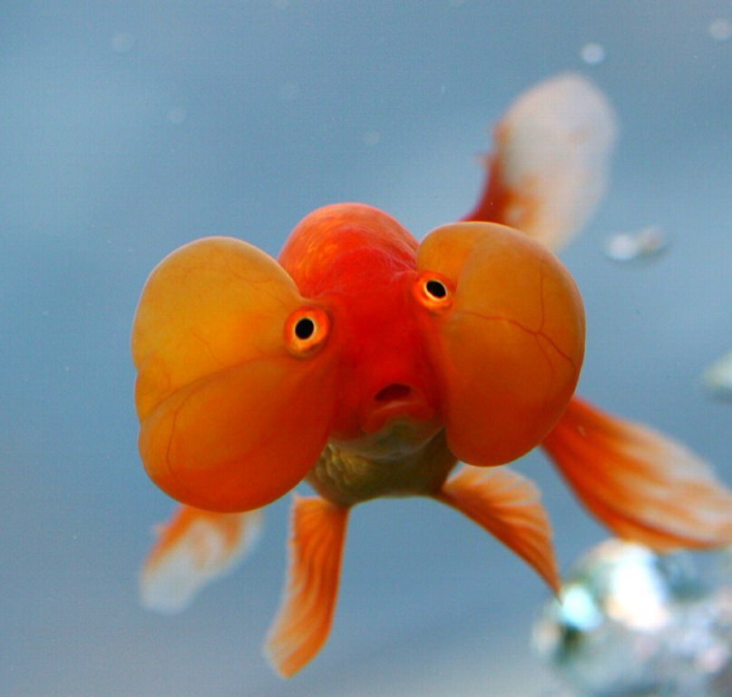 Смешные картинки с рыбками