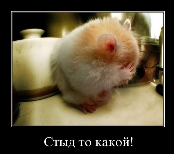 Стыд демотиватор