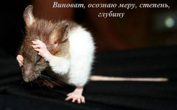 Крыса прости