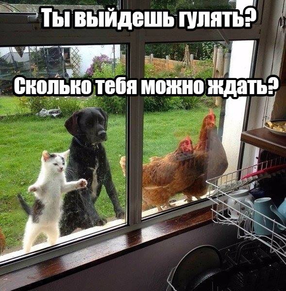 Ты выйдешь гулять