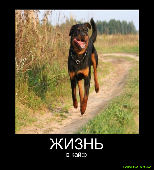 Живите кайфуйте