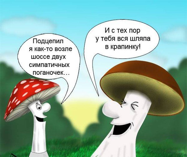Грибы прикол