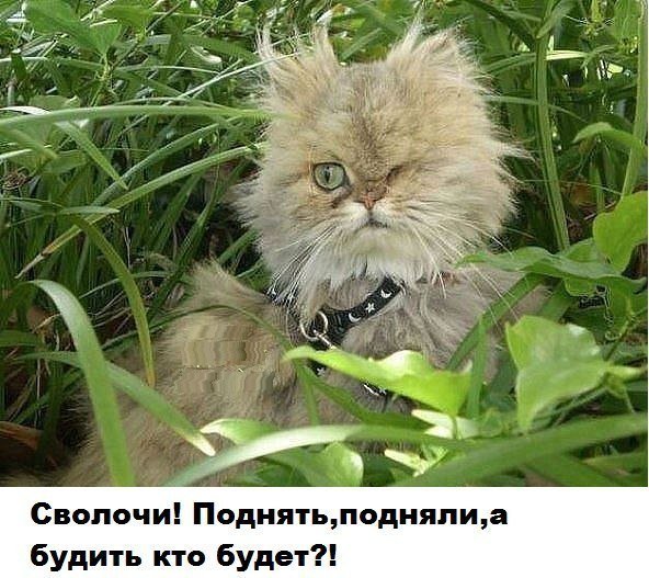 Кот и паленая валерьянка