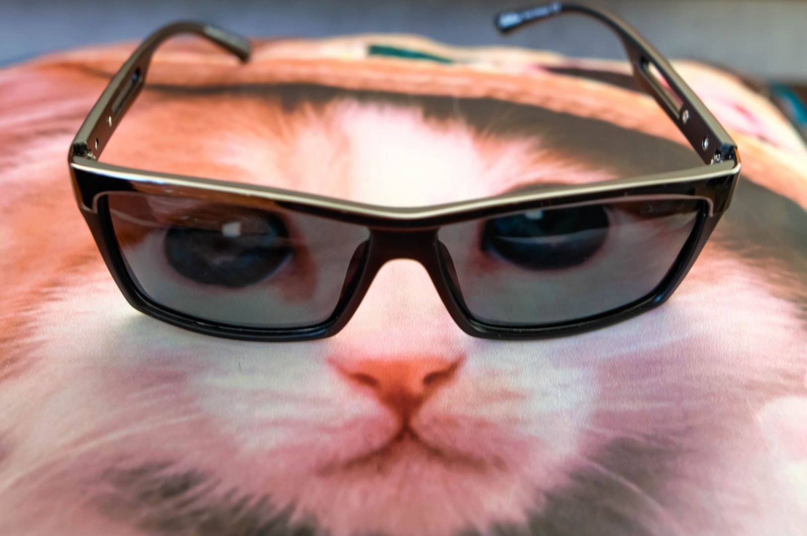 Смешные картинки очков. Кот в очках. Крутой кот в солнцезащитных очках. Крутые коты. Крутой кот.