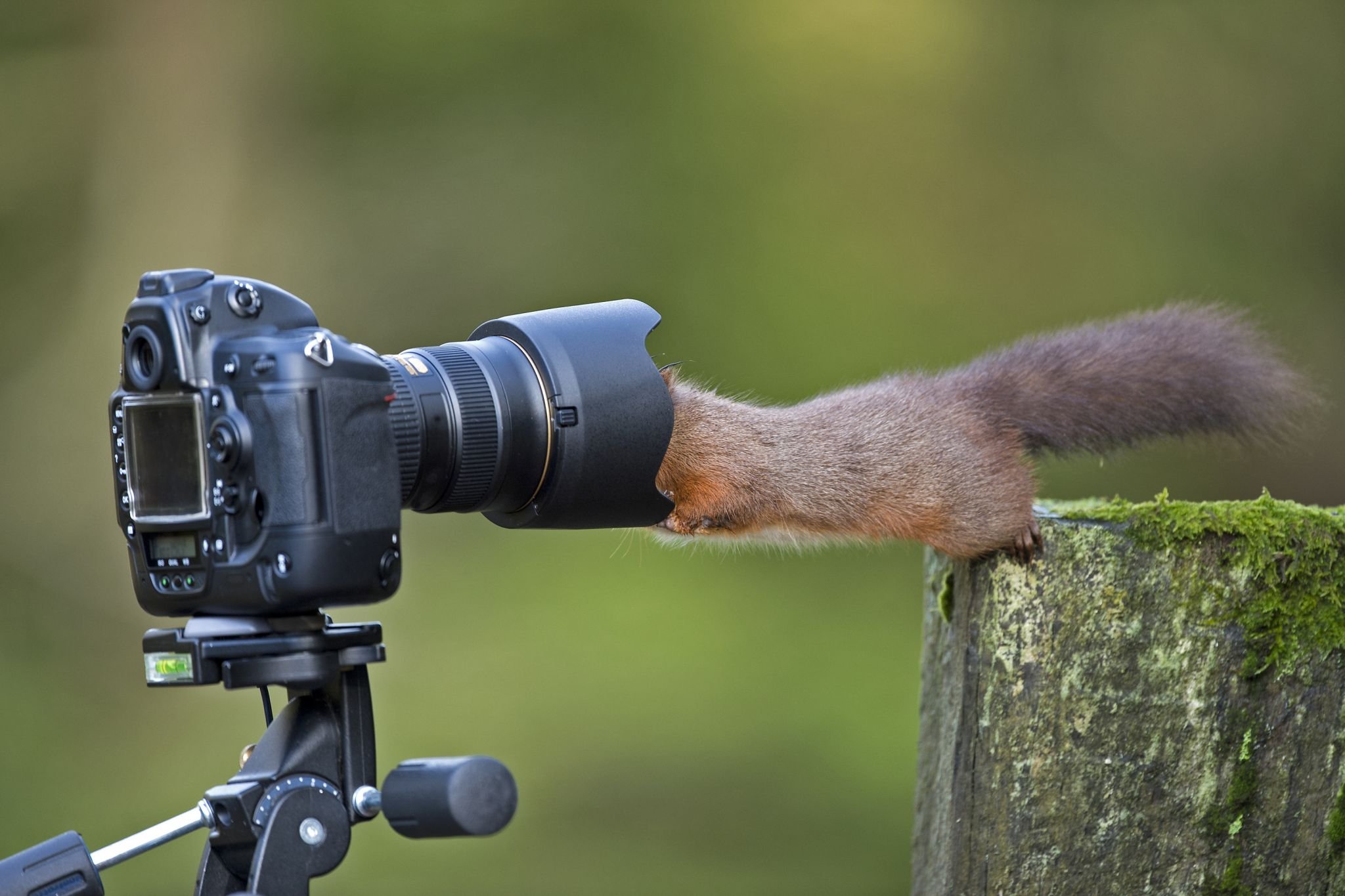 Животное с фотоаппаратом
