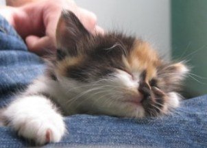 Смешные пожелания спокойной ночи с котиками