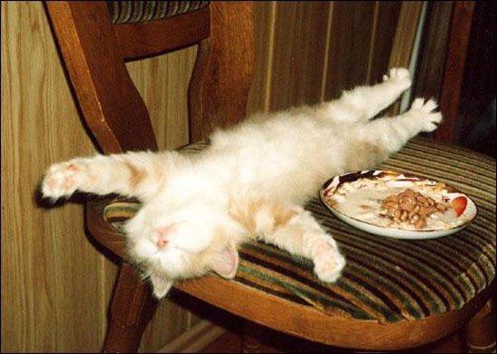 Кот объелся