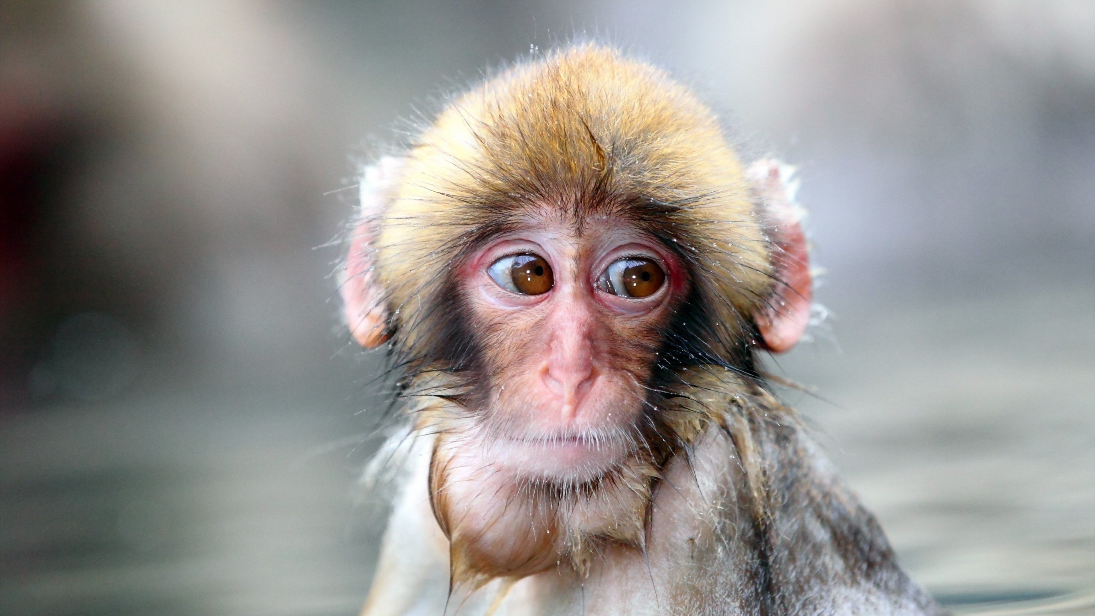 Жалкие обои. Меймун макаки. Смешные обезьянки. Красивая обезьянка. Фото обезьяны.